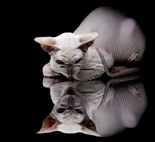 开云体育网页版-_比赛裁判的挑战：如何保持公正与效率_，竞赛裁判过程