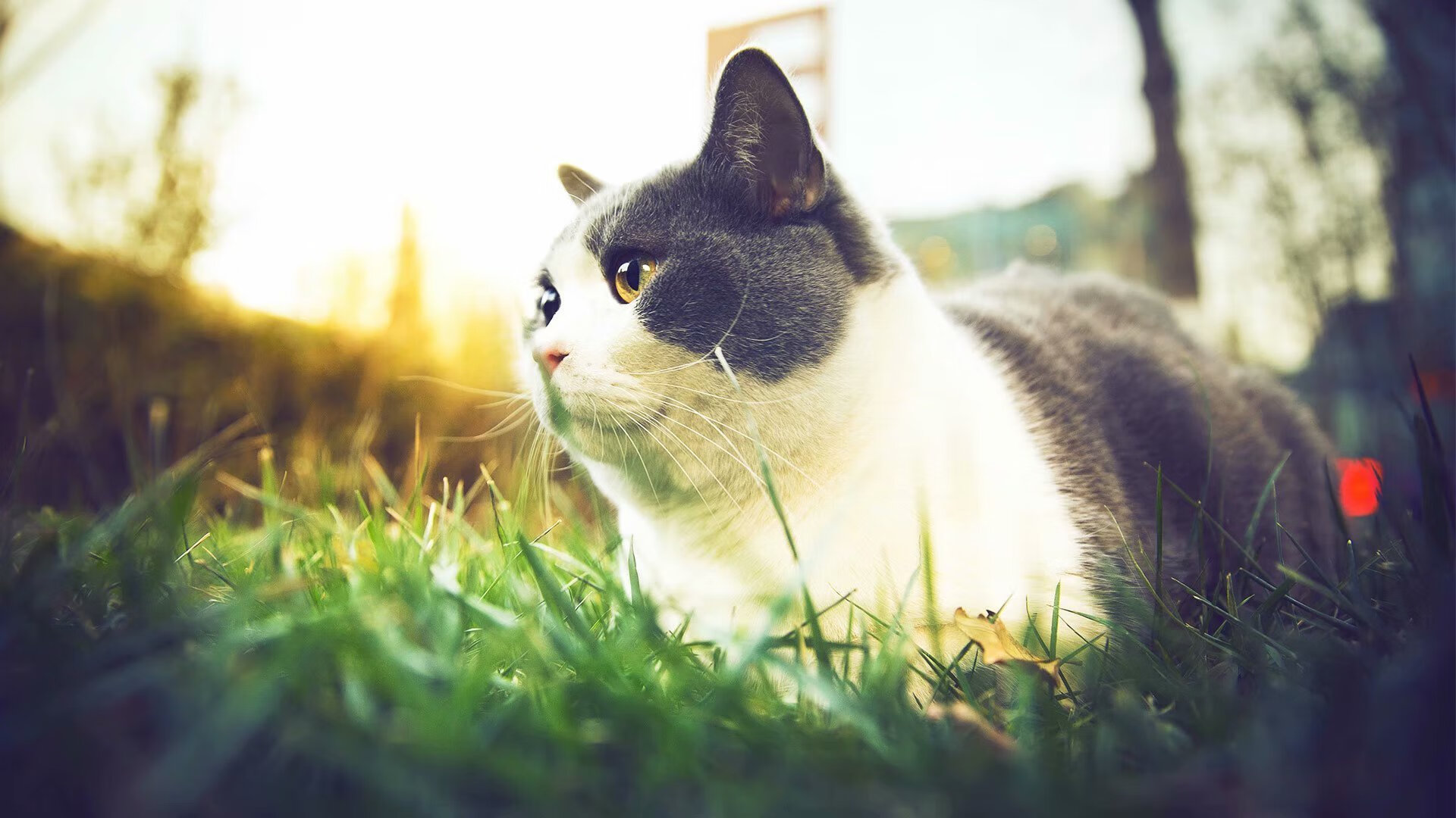 开云网址-_跨界运动+戏剧：演绎运动之美的艺术之旅_，戏曲跨界节目